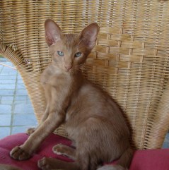 Photo Daring Diamond OF THE SECRET GARDEN