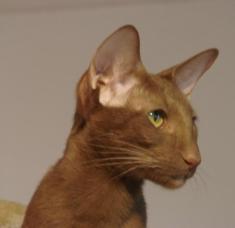 Photo Fidji DES PETITES BAVARDES