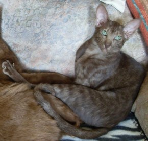 Photo Gabanna DES TERRES D'HERMES